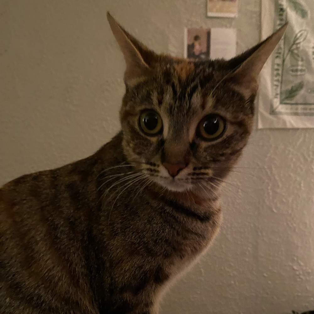 Meet your Posher, Em